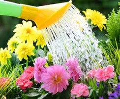A watering can sprinkling water on colourful flowers
